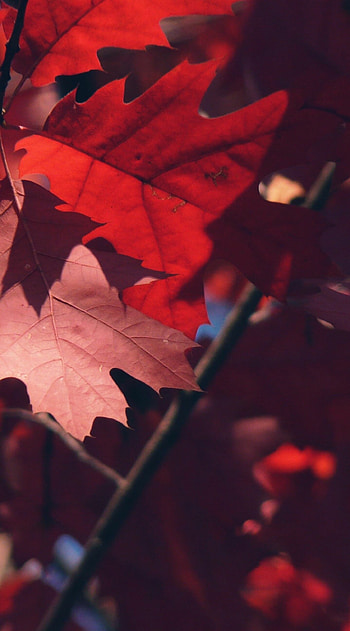 Red leaf , Bold and striking HD phone wallpaper
