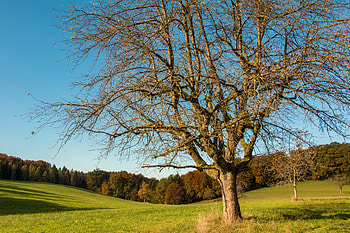 Nature, Grass, Autumn, Wood, Tree, Field HD wallpaper