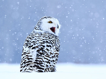 Animals, Winter, Owl, Snow, Bird, White Owl, Polar Owl HD wallpaper