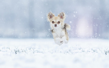 Running puppy, blue, dog, winter, animal, white, running, cute, puppy, iarna, caine HD wallpaper