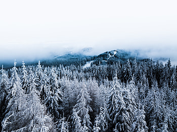 Winter, Nature, Trees, Snow, View From Above, Forest, Fog HD wallpaper