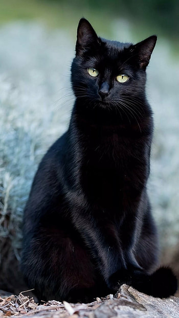 Black Cat, Black HD phone wallpaper
