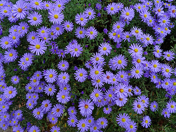 Flowers, Flower Bed, Flowerbed, Asters HD wallpaper