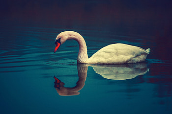 Animals, Water, Bird, Beak, To Swim, Swim, Swan HD wallpaper