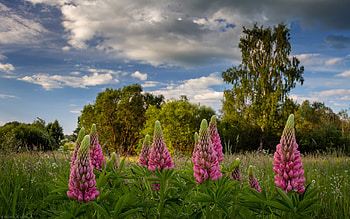 Lupines, clouds, trees, Latvia, meadow HD wallpaper