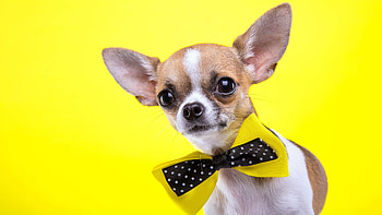 Chihuahua with a bow tie, Classic and stylish, Unique , Adorable pet HD wallpaper