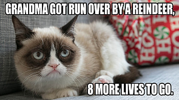 cat meme quote funny humor grumpy (7) background HD wallpaper