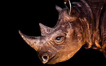 Animals, Shadow, Head, Profile, Rhinoceros HD wallpaper