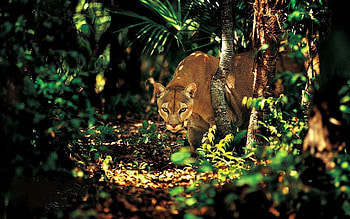 Animals, Trees, Puma, Forest, Shadow HD wallpaper