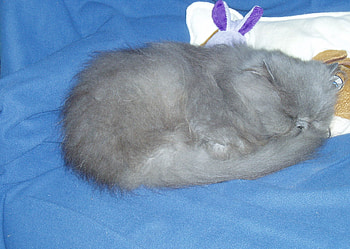 Blossom,trimmed and brushed, and lookinggorgeous!!, blue, blanket, sleepy, cat, contented, cushion HD wallpaper