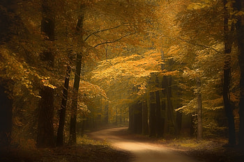 Follow the Way, trees, road, nature, forest HD wallpaper