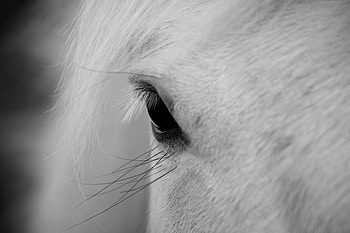 eye, beautiful, white horse, animals HD wallpaper