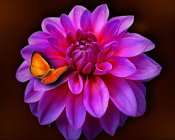 This for Cherie (Monarch), Butterfly, Nature, Flower, Pink HD wallpaper