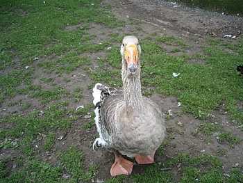 Gobby Goose, chase, run, goose HD wallpaper