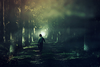 Nature, Forest, Fog, Stroll, Child HD wallpaper