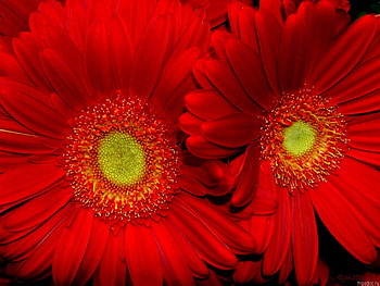 red sunflower 1152 x 864 . jpg, flowers, sunflowers, pretty, red HD wallpaper