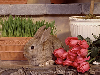Rabbit and Roses, flower pots, roses, rabbit HD wallpaper