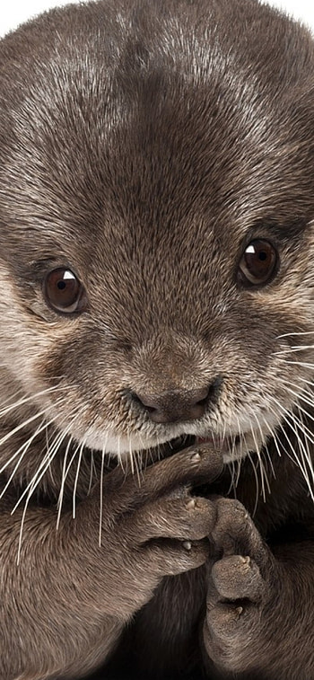 11 otter , Customize your device, Otter cuteness at your fingertips, Stylish and adorable HD phone wallpaper