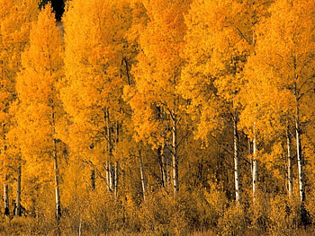 Landscape, Nature, Trees, Autumn, Birches HD wallpaper