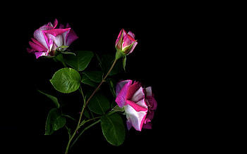 Amazing Pink roses, pink, black, leaves, roses, gorgeous, flowers, three HD wallpaper