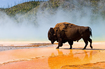King of My Country, sand, water, buffalo, drink HD wallpaper