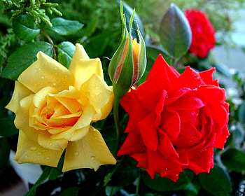 ROSES, PETALS, LEAVES, YELLOW, RED HD wallpaper