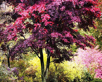 Pink Trees, trees, full, color, nice HD wallpaper