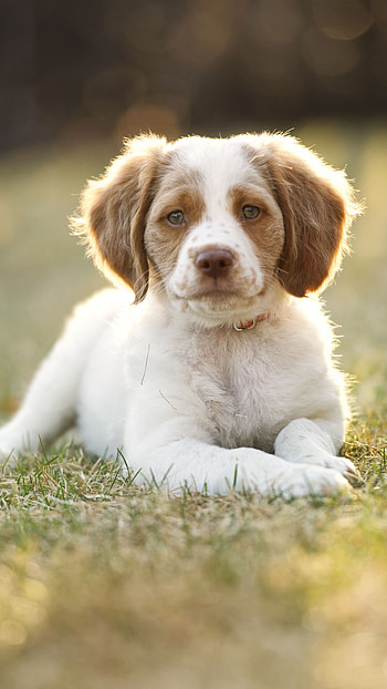 Dogs, Brittany Cute Dog HD phone wallpaper