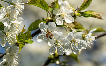 Cherry Blossoms and Bee, bee, cherry, macro, blossoms HD wallpaper