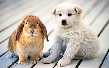 Animals, Dogs, Rabbits HD wallpaper