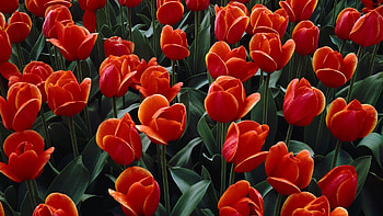Flowers, Plants, Tulips HD wallpaper
