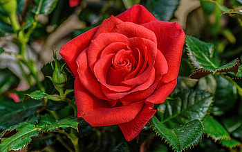 Beautiful red rose, garden, scent, beautiful, fragrance, buds, lonely, rose, leaves, wet, red, petals, flower HD wallpaper