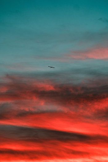 Nature, Sunset, Sky, Bird, Wings HD phone wallpaper