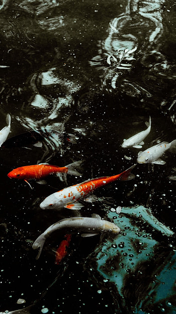 Beautiful koi fish, Vibrant colors, Serene water, Peaceful nature HD phone wallpaper