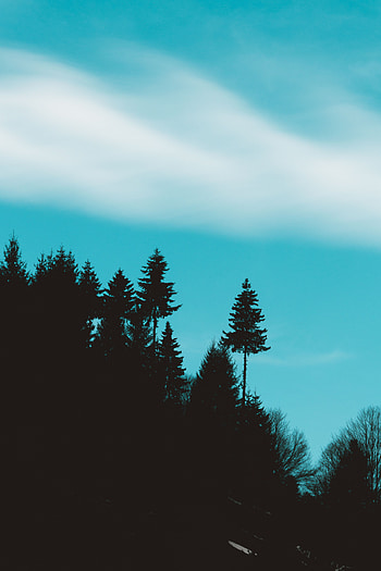 Trees, Sky, Dark, Silhouettes, Elevation HD phone wallpaper