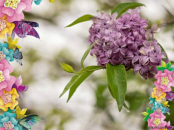 LILAC FLOWERS, PRETTY, FLOWERS, , LILAC HD wallpaper
