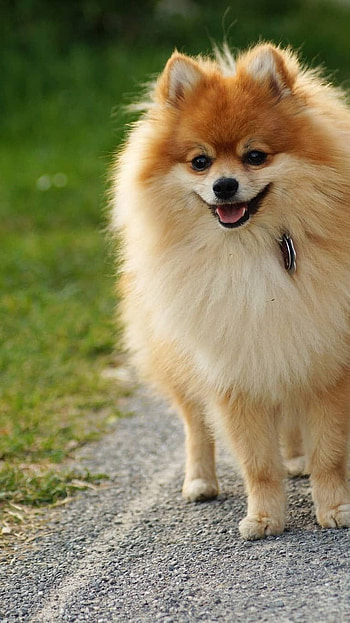 Pomeranian Dog, Pomeranian Lulu HD phone wallpaper