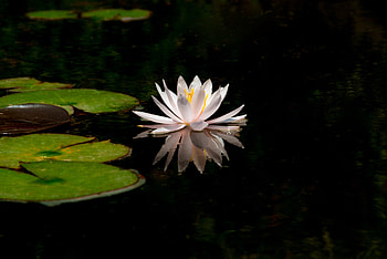 White, reflections, water lily, lake, flower HD wallpaper