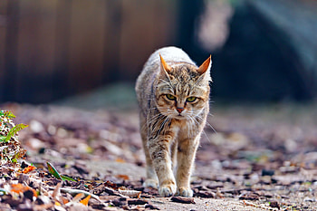 Animals, Autumn, Cat, Stroll, Thin, Tired, Skinny HD wallpaper