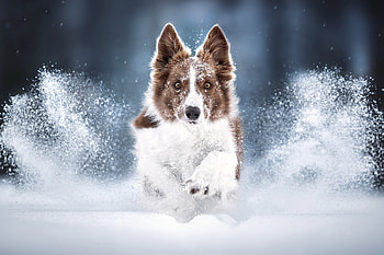 :), white, snow, dog, winter, running, caine HD wallpaper