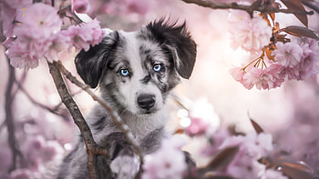 Black White Dog Puppy Is Sitting On Light Pink Sakura Flowers Tree Branch Dog HD wallpaper