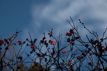 Flowers, Pink, Plant, Macro, Branches HD wallpaper