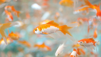 Carassius auratus, Goldfish HD wallpaper