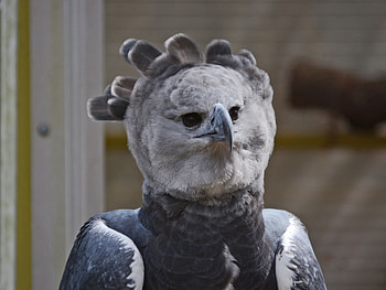 Harpy Eagle, Rare avian species, Virtual zoo visit, Nature's wonder HD wallpaper