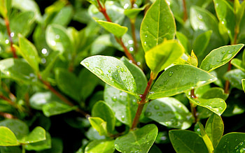 Leaves, Drops, Plant, Macro, Branches HD wallpaper