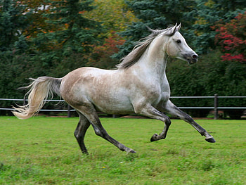 Horse, horses HD wallpaper