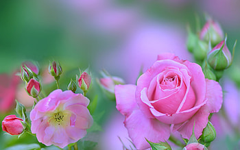 pink roses, macro, bokeh, pink flowers, roses, buds, pink roses bouquet, blurred backgrounds, beautiful flowers, backgrounds with roses, pink buds HD wallpaper