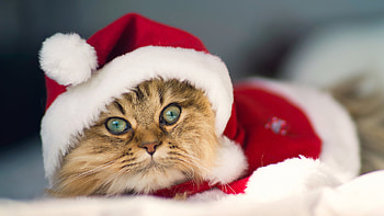 Animals, Cats HD wallpaper