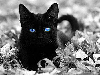 cat HD wallpaper