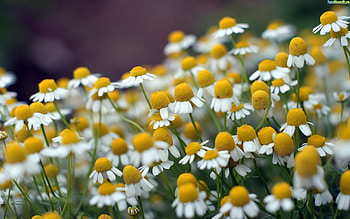 Plants, Flowers HD wallpaper